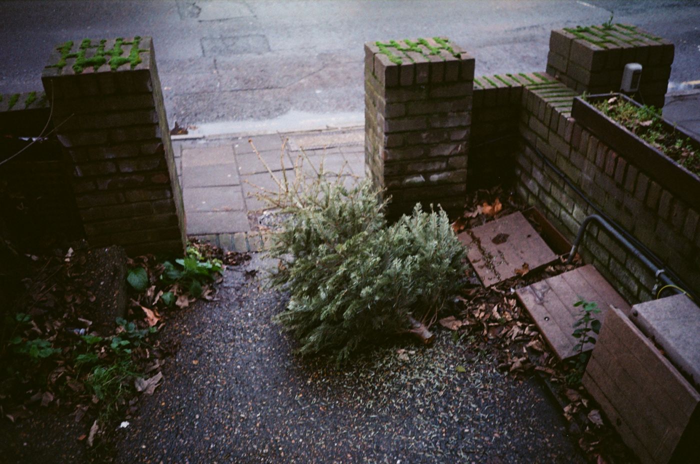 A discarded Christmas tree lying in a front garden